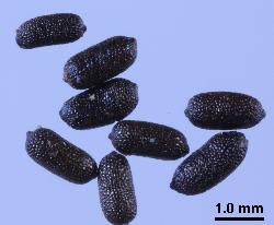 Hypericum calycinum seeds.
 © Landcare Research 2010 